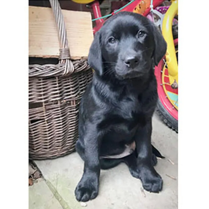 Kevin Milner Countryside Card - Puppy Labrador